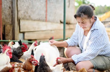 Çiftlikteki tavuk kümesinde biyolojik organik yiyeceklerden tavuk besleyen dişi çiftçi. Zemin kafesi olmayan tavuklar modern kümes hayvanlarının trendleridir. Küçük yerel işletme.