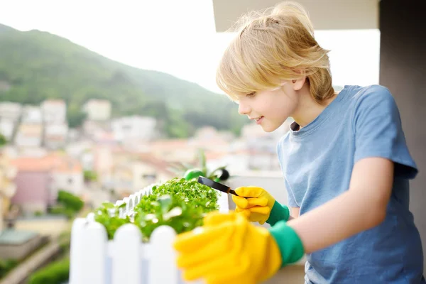 Cute Chłopiec Przedszkolak Jest Uprawy Mikrozielonych Roślin Pudełku Balkonie Dziecko — Zdjęcie stockowe