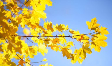 Golden branch of maple tree on background of blue sky on sunny autumn day. Beautiful details of nature. Background. Wallpaper.