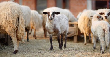 Çiftlikteki koyunların arka planında küçük kuzular. Yün üretimi. Biyo organik sağlıklı gıda üretimi. Çiftlik hayvanı yetiştirmek tarımın geleneksel bir yoludur. Hayvancılık..