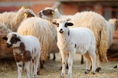 Çiftlikteki koyunların arka planında küçük kuzular. Yün üretimi. Biyo organik sağlıklı gıda üretimi. Çiftlik hayvanı yetiştirmek tarımın geleneksel bir yoludur. Hayvancılık..