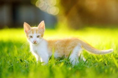 Small kitten on green grass meadow on bright sunny summer day. Cute kitty. Ginger pussycat. Lost pets. Homeless animals.
