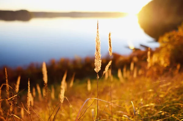 Dry Grass Shore Quiet Lake River Golden Hour Beautiful Details — 图库照片