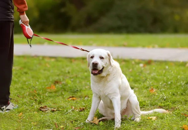 Labrador Dog Walking Owner Summer Park Big Animal City Obedient — Zdjęcie stockowe