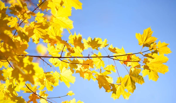 Golden Branch Maple Tree Background Blue Sky Sunny Autumn Day —  Fotos de Stock