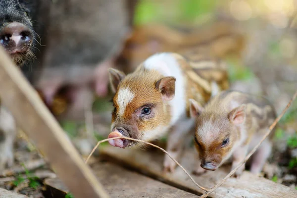 Small piglets breed of lop-bellied are in pigsty of local farm. Growing livestock is a traditional direction of agriculture. Animal husbandry. Small local business.