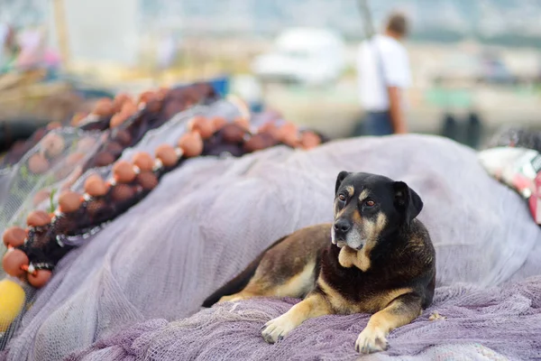 Big Sad Old Dog Lying Fishing Nets Shore Sea Town — Zdjęcie stockowe