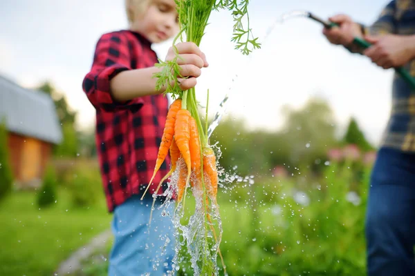 Little Boy Dad Washing Bunch Fresh Homegrown Carrot Streaming Water — 스톡 사진