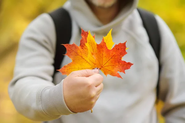 Man Collects Fallen Maple Leaves While Walking Forest Sunny Autumn — Foto de Stock