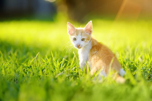 Small Kitten Green Grass Meadow Bright Sunny Summer Day Cute — Foto de Stock