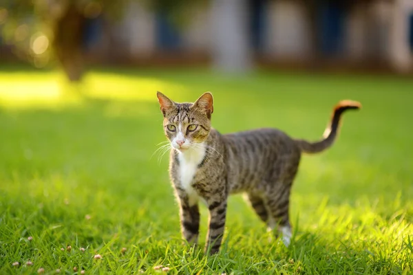 Young Beauty Tomcat Green Grass Meadow Bright Sunny Summer Day — Stockfoto