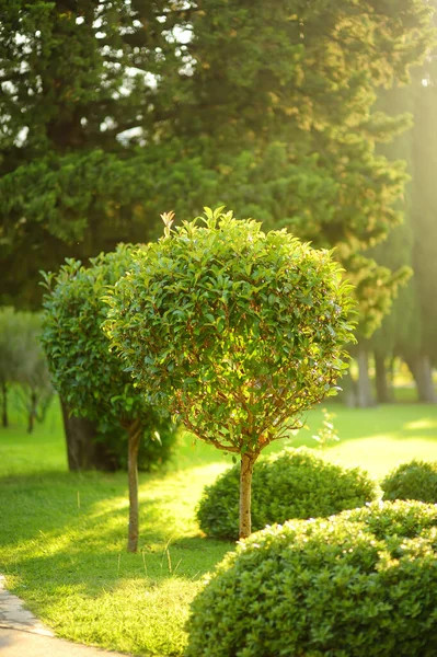 Декоративні Дерева Кущі Громадському Парку Сонячний Літній День Послуги Ландшафтного — стокове фото