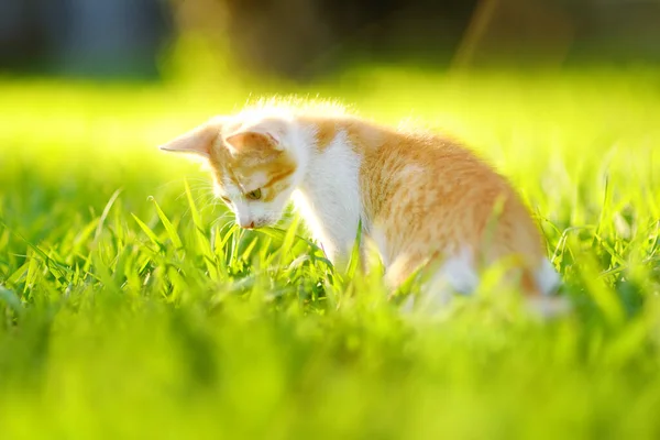 Small Kitten Green Grass Meadow Bright Sunny Summer Day Cute — Zdjęcie stockowe