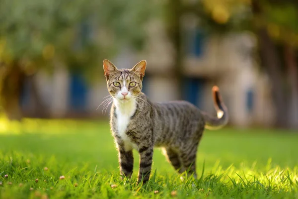 Young Beauty Tomcat Green Grass Meadow Bright Sunny Summer Day — Stockfoto