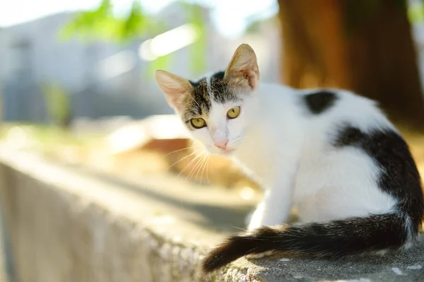 Young Beauty Cat Bright Sunny Summer Day Cute Kitty Ginger — Foto de Stock