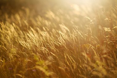 Field of golden grass in summer. Stalks of dry grass in a field at sunset. Golden wild cereal meadow