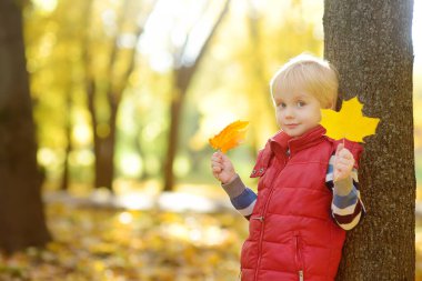 Little boy having fun during stroll in the public park at sunny autumn day. Active family time on nature. Hiking with little kids. Maple leaves rustle.