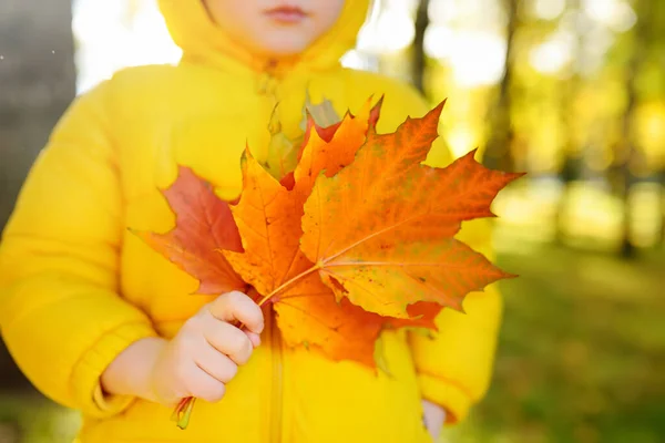 Little Boy Having Fun Stroll Public Park Sunny Autumn Day – stockfoto