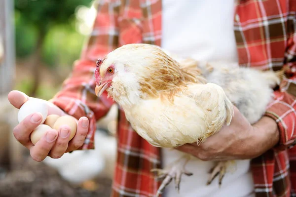 Farmer collecting fresh organic eggs on chicken farm. Floor cage free chickens is trend of modern poultry farming. Small local business.