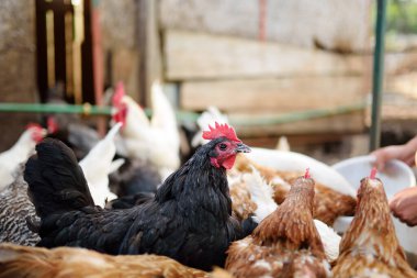 Çiftlik kümesinde tavuklar ve horozlar yürüyor. Zemin kafesi olmayan tavuklar modern kümes hayvanlarının trendleridir. Küçük yerel işletme.