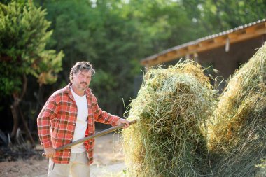 Yakışıklı, olgun çiftçi çiftliğin arka bahçesinde apitchfork ile samanı döndürüyor. Çiftlik hayvanı yetiştirmek tarımın geleneksel bir yoludur. Hayvancılık.