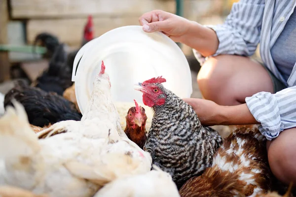 Female farmer feeding chickens from bio organic food in the farm chicken coop. Floor cage free chickens is trend of modern poultry farming. Small local business.
