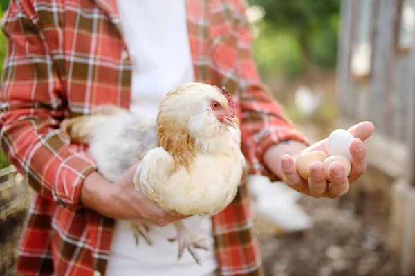 Farmer Collecting Fresh Organic Eggs Chicken Farm Floor Cage Free — Stock Photo, Image