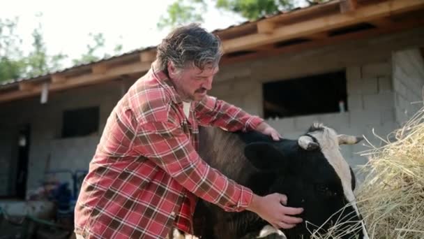 Bonito Animal Estimação Agricultor Maduro Cuida Vaca Quintal Fazenda Laticínios — Vídeo de Stock