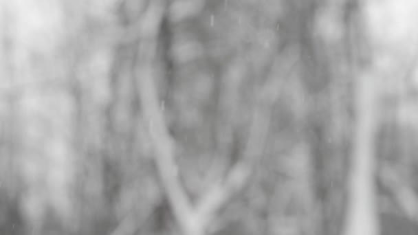 Снегопад Видео Замедленного Движения Сильный Снегопад Фоне Заснеженных Деревьев Зимний — стоковое видео