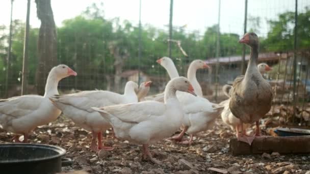 Los Gansos Están Caminando Granja Piso Jaula Libre Aves Tendencia — Vídeo de stock