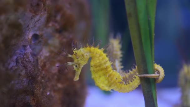 Une Paire Hippocampes Jaunes Accrochent Une Tige Dans Aquarium Vidéo — Video