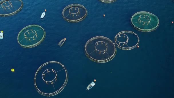 Vista Aérea Drones Piscicultura Las Aguas Cristalinas Del Mar Jaulas — Vídeo de stock