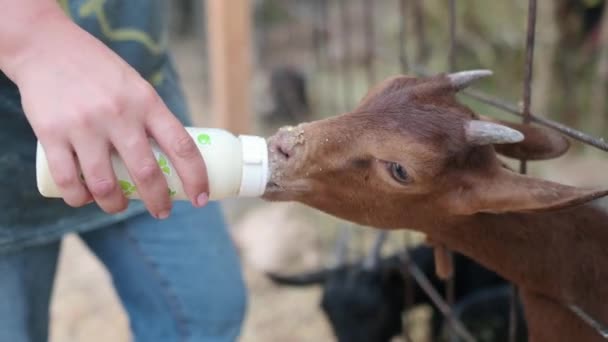農家は若いヤギに哺乳瓶から牛乳を与えます 農家は自分の牛乳とチーズの農場で動物と仕事をしています 畜産業 — ストック動画