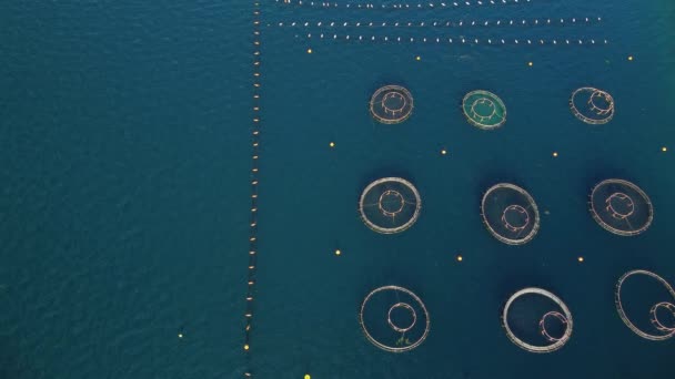 Вид Крыши Беспилотника Рыбное Рыбное Хозяйство Чистых Водах Моря Круглые — стоковое видео