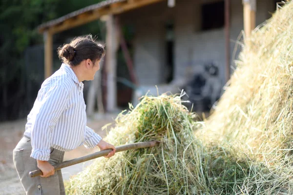 Mature Female Farmer Turns Hay Cow Apitchfork Backyard Farm Growing — Stock Photo, Image