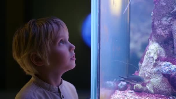 Mały Chłopiec Ogląda Ryby Akwarium Dziecko Odkrywa Świat Mórz Oceanów — Wideo stockowe
