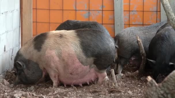 大きな豚は小さな農場で豚小屋に種を蒔きます 畜産業は伝統的な農業の方向性である 畜産業 — ストック動画