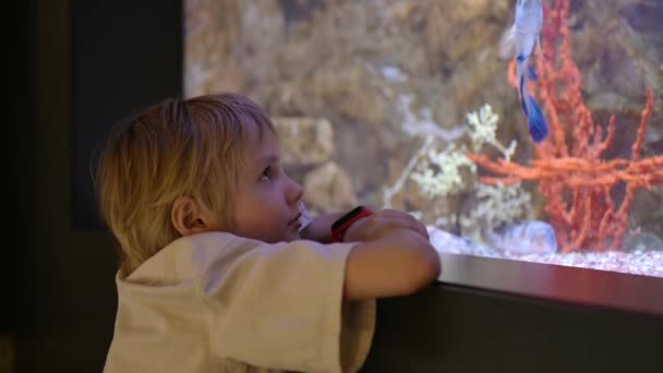 Little Boy Watches Fishes Aquarium Child Exploring Explores World Sea — Stock Video