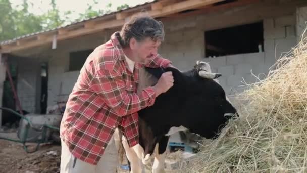 ハンサムな成熟した農家のペットと酪農場の裏庭で牛の世話をします 畜産業は伝統的な農業の方向性である 畜産業 — ストック動画