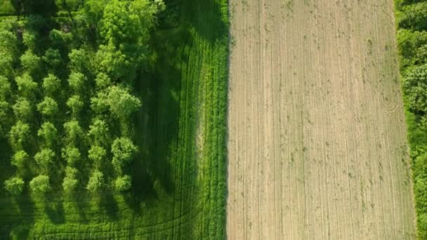 Letecká Evropská Krajina Při Západu Slunce Pohled Zemědělská Pole Porosty — Stock video