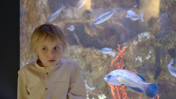 Little Boy Watches Fishes Aquarium Child Exploring Explores World Sea — Stock Video