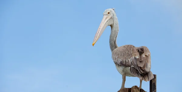 Ein majestätischer dalmatiner — Stockfoto