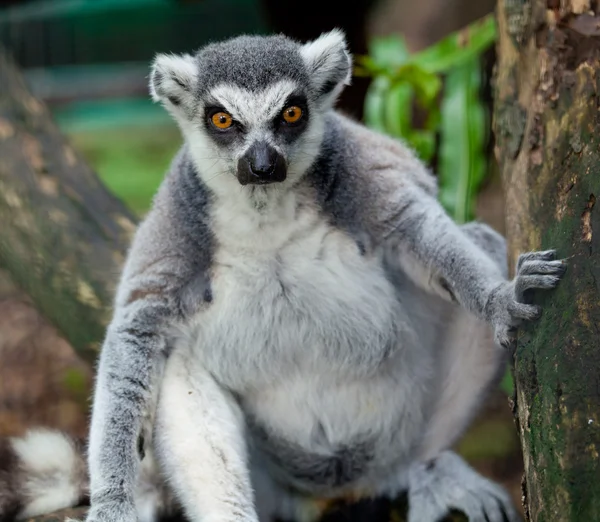 Monkey in cage — Stock Photo, Image