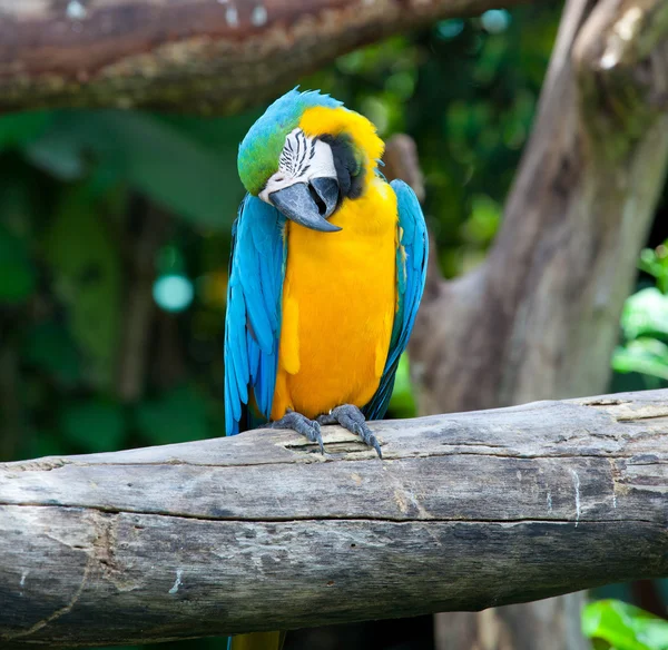 カラフルなコンゴウインコ — ストック写真