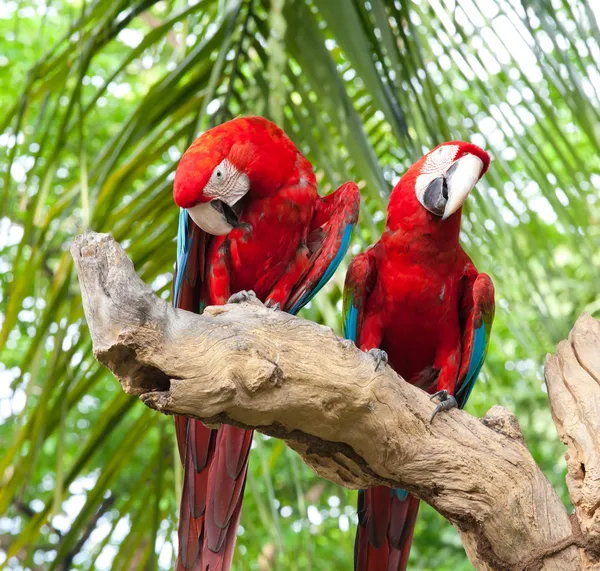 Pár papoušek — Stock fotografie