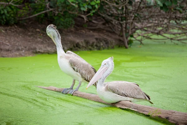 A majestic Dalmatian pelican — Stock Photo, Image