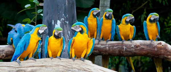 Colorful macaws — Stock Photo, Image