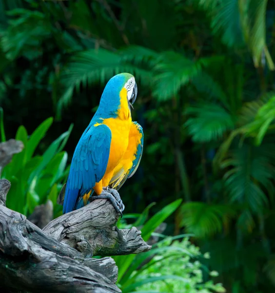 Arara colorida — Fotografia de Stock