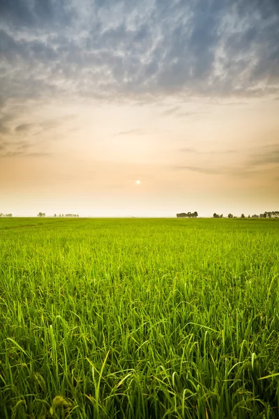 日落和农场 — 图库照片