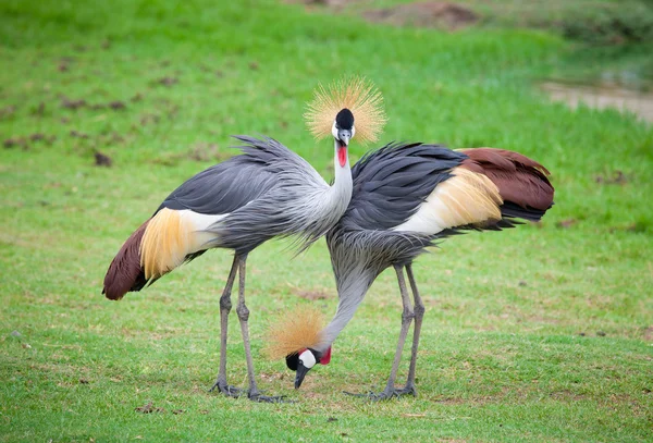 Dos grúas coronadas — Foto de Stock